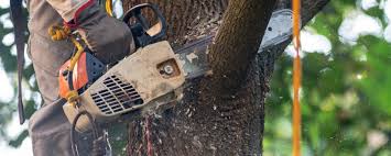 Professional Tree Care in Winneconne, WI
