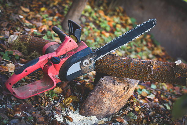 Best Lawn Renovation and Restoration  in Nneconne, WI